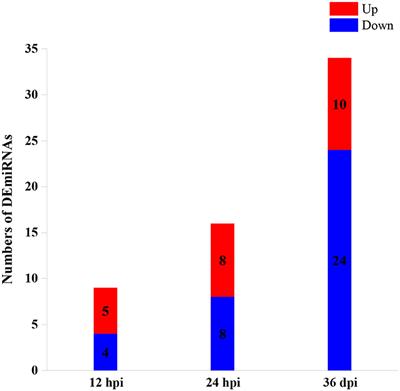 Toxocara canis Differentially Affects Hepatic MicroRNA Expression in Beagle Dogs at Different Stages of Infection